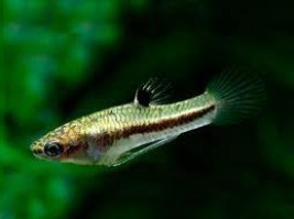 heterandria formosa2